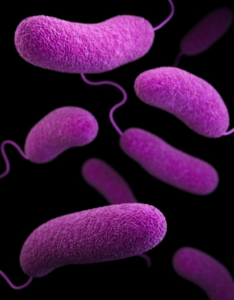 Zakażenie szpitalne – kiedy występuje bakteria